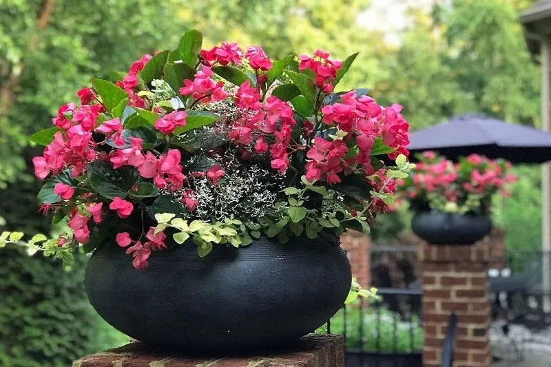 راهنمای جامع انتخاب گلدان مناسب برای گیاهان آپارتمانی راهنمایی انتخاب گلدان انتخاب گلدان بر اساس شرایط محیطی خانه